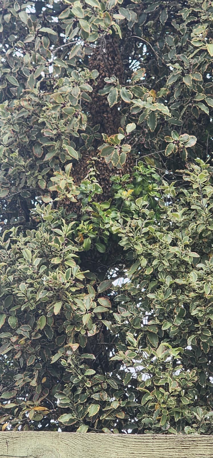 Swarm photo